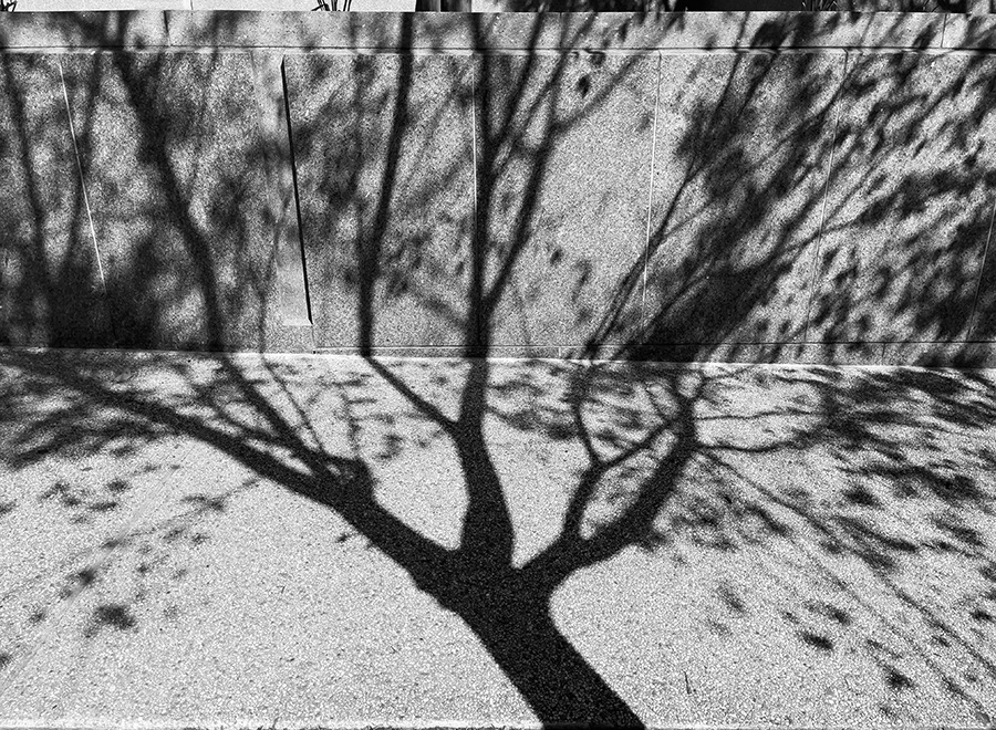 Black and White Shadow of Bare Tree on Sidewalk.
